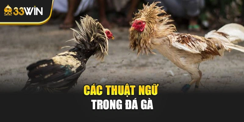 Các thuật ngữ trong đá gà