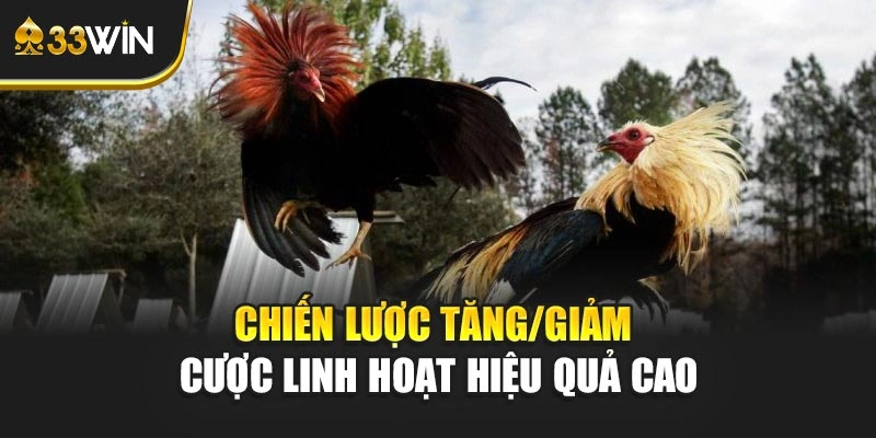 Chiến lược tăng/giảm cược linh hoạt hiệu quả cao