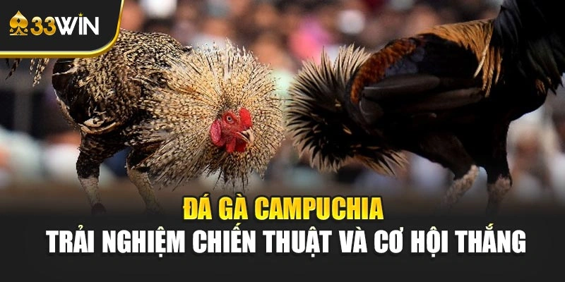 Đá Gà Campuchia – Trải Nghiệm Chiến Thuật Và Cơ Hội Thắng