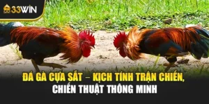 Đá Gà Cựa Sắt – Kịch Tính Trận Chiến, Chiến Thuật Thông Minh