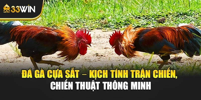 Đá Gà Cựa Sắt – Kịch Tính Trận Chiến, Chiến Thuật Thông Minh