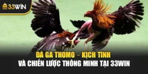 Đá Gà Thomo – Kịch Tính Và Chiến Lược Thông Minh Tại 33win