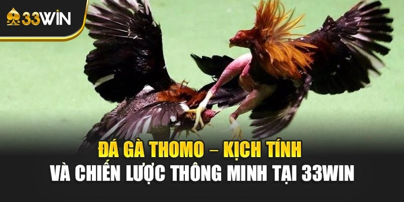 Đá Gà Thomo – Kịch Tính Và Chiến Lược Thông Minh Tại 33win