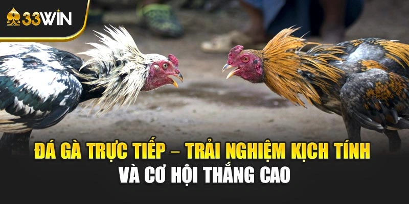 Đá Gà Trực Tiếp – Trải Nghiệm Kịch Tính Và Cơ Hội Thắng Cao