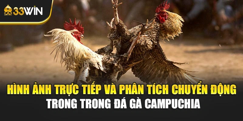 Hình ảnh trực tiếp và phân tích chuyển động trong trong Đá gà Campuchia