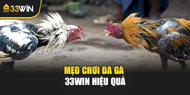 Mẹo chơi đá gà 33WIN hiệu quả