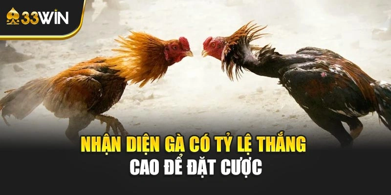 Nhận diện gà có tỷ lệ thắng cao để đặt cược