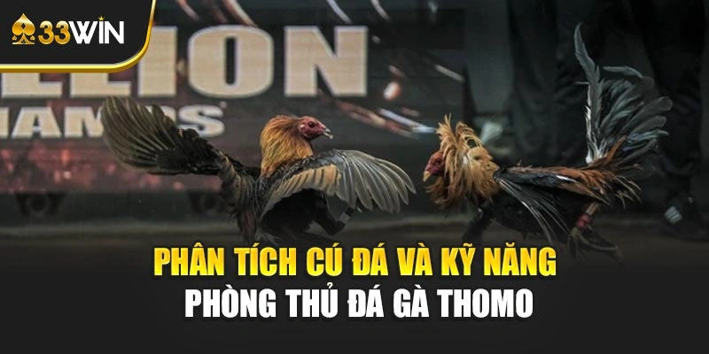 Phân tích cú đá và kỹ năng phòng thủ Đá gà Thomo