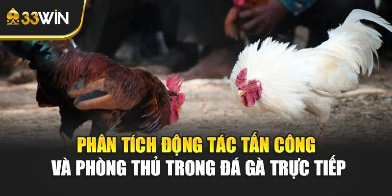 Phân tích động tác tấn công và phòng thủ trong đá gà trực tiếp