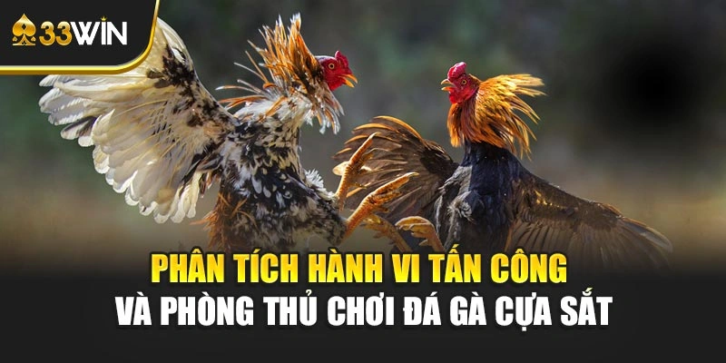 Phân tích hành vi tấn công và phòng thủ chơi Đá gà cựa sắt