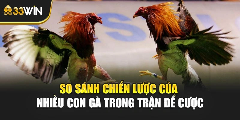 So sánh chiến lược của nhiều con gà trong trận để cược